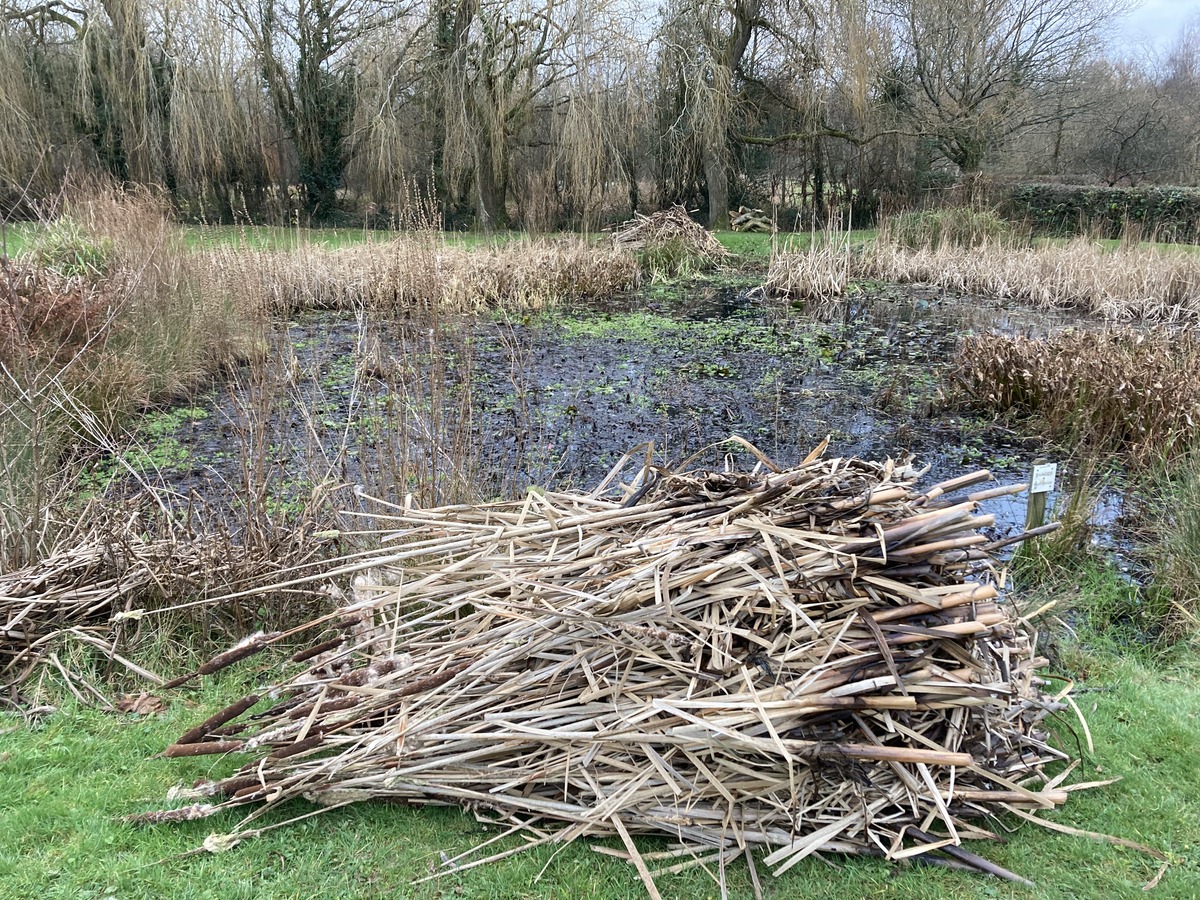 Capel Pond Renovation